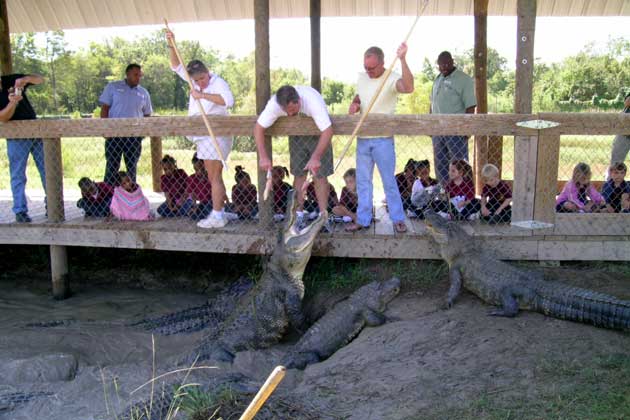 Alligator Bayou feeding the alligators