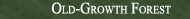 Old-growth Forest