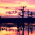 Sunset on Cypress Flats